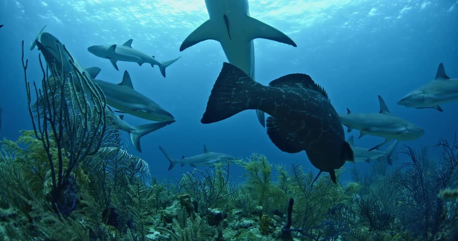 Ocean life swimming near to coral reef