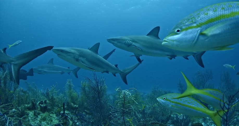Sharks and fish swim just above the ocean floor