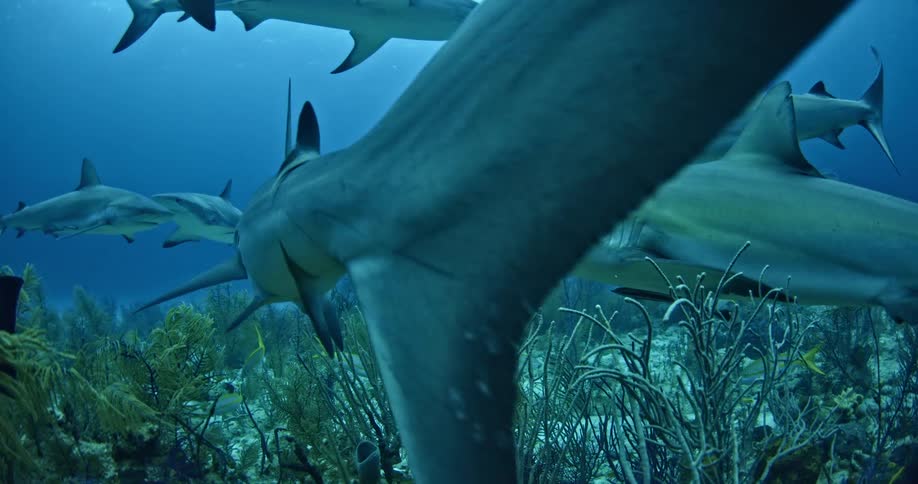 Sharks and fish swim over plants and coral