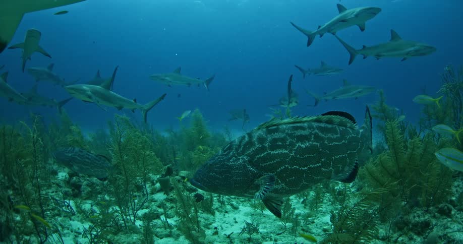 Sharks and a variety of fish swimming near the ocean floor