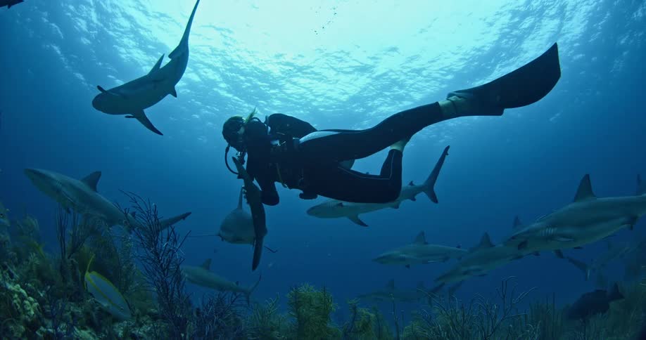 A scuba diver swims with sharks underwater