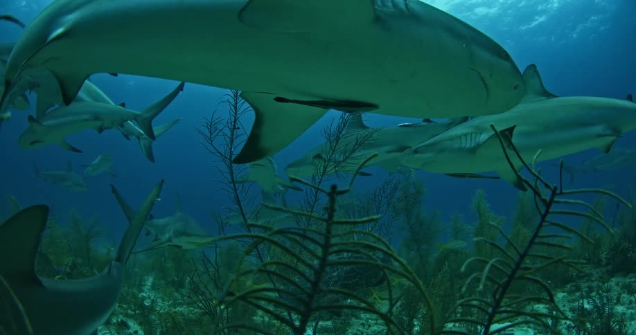 Sharks swim together in a pack underwater