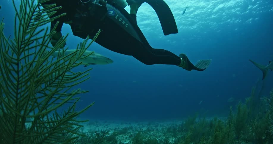 Scuba diver swims slowly with sharks near