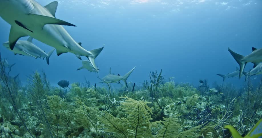 Many sharks and fish swimming at the bottom of the ocean