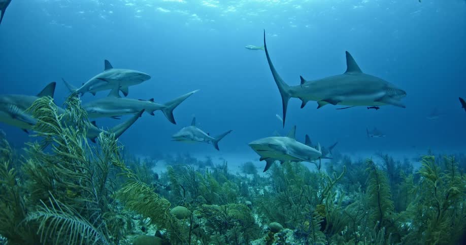 Several sharks swimming on the ocean floor