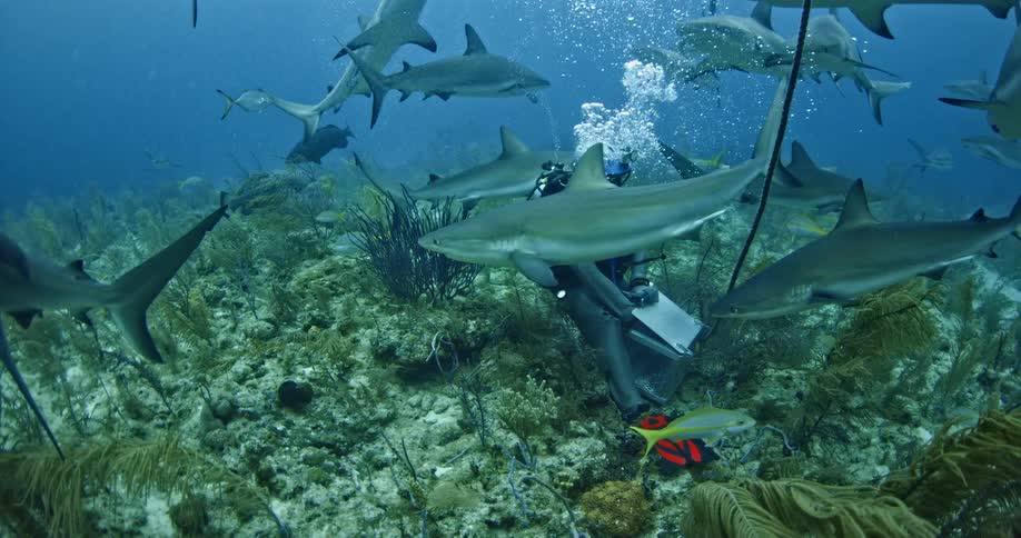 Sharks swim around a diver in the ocean