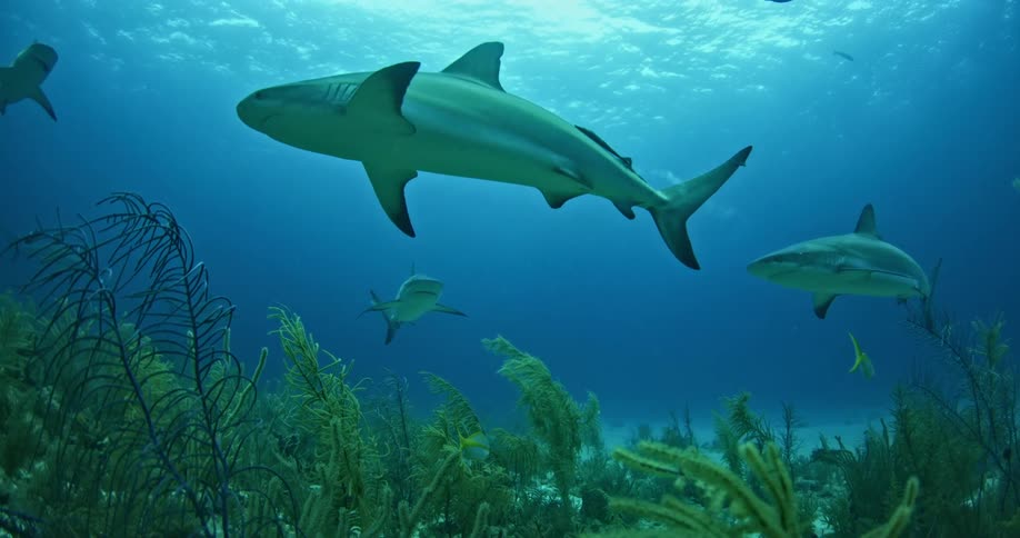 Many fish and a sharks swim at the bottom of the ocean