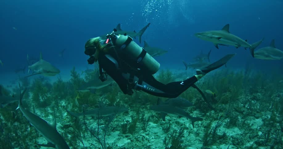 A diver is floating near a large group of sharks in the ocean