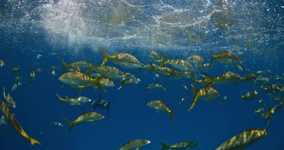 A school of fish in the ocean