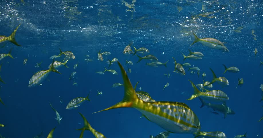 A group of fish swimming near the ocean's surface