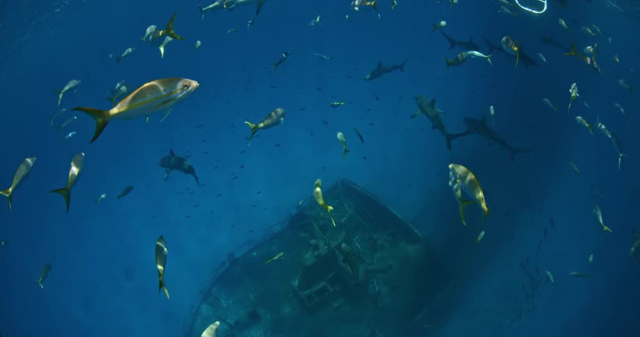 A school of fish swimming near a sunken boat