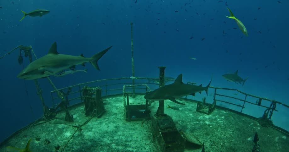 Two large sharks are swimming slowly around a large crashed ship