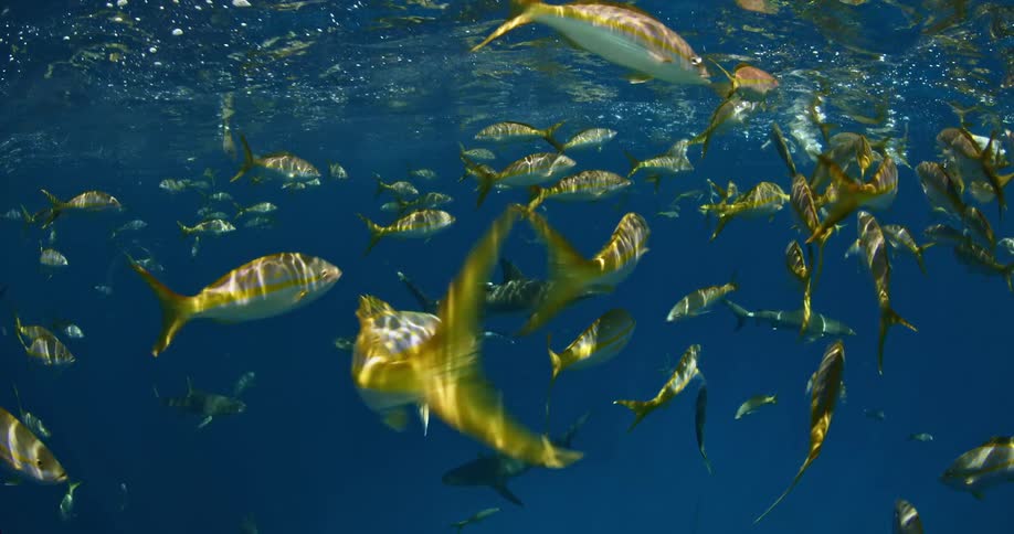 Fish swim near the surface of the ocean