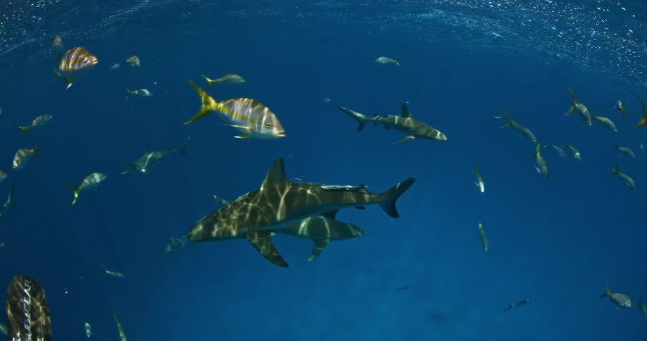 Sharks and fish swim in the ocean