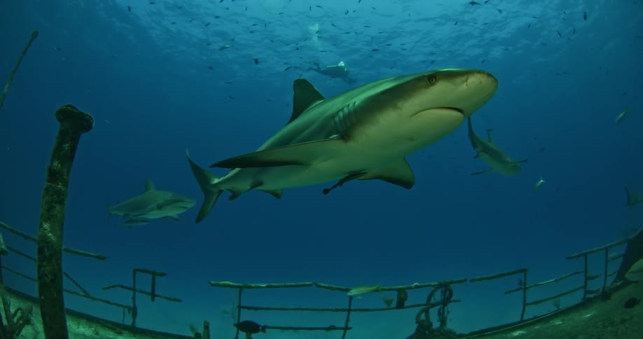 Sharks in the ocean near a sunken vessel