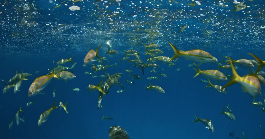 A school of fish swimming in the ocean
