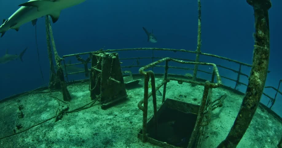 Sharks swimming near a sunken ship in ocean