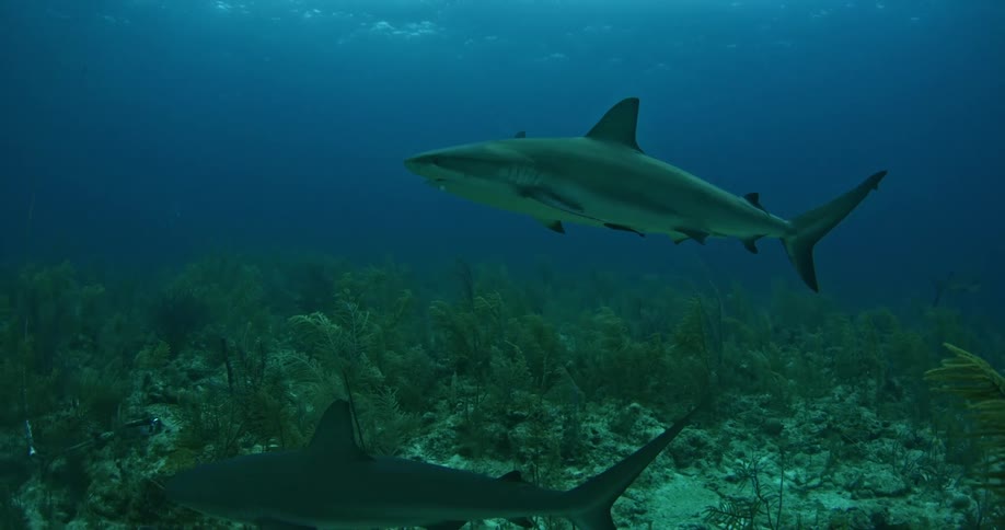 A school of sharks are swimming in dark water