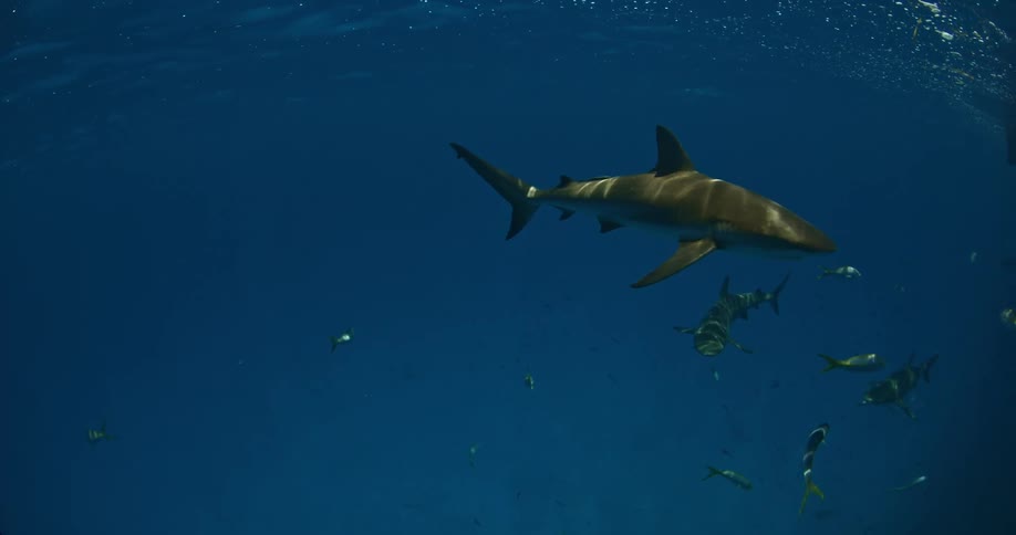 A large shark swims past fish in dark waters