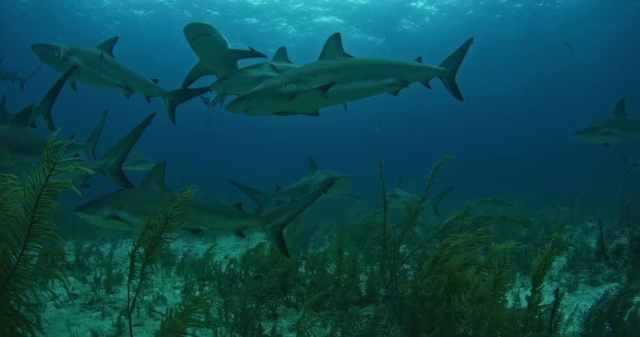 A large group of sharks swimming near the bottom filled with weeds and sand