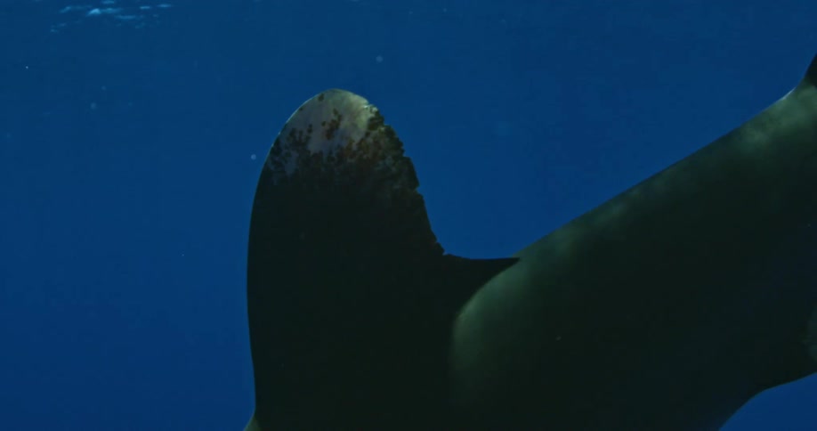 A shark swims in the ocean