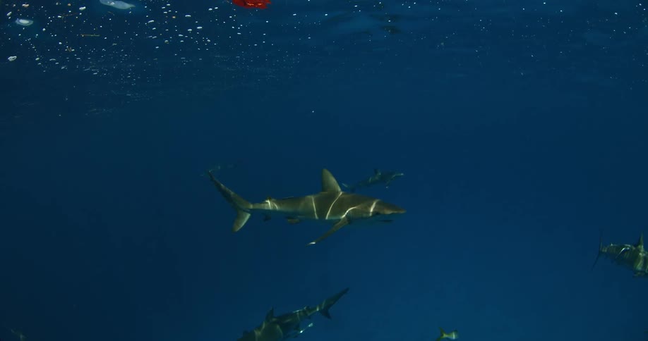 Sharks swimming around each other