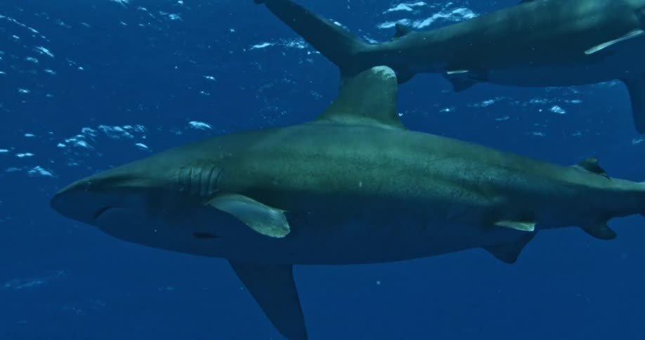 Sharks swimming around each other near the surface