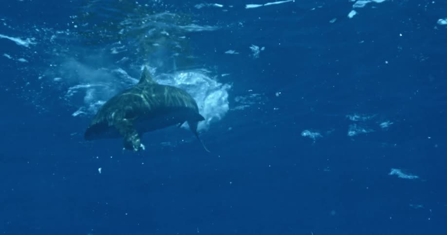A shark swims near the surface of the ocean