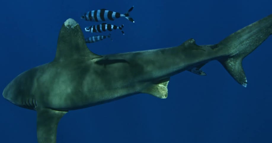 Striped fish swim alongside a shark in the ocean