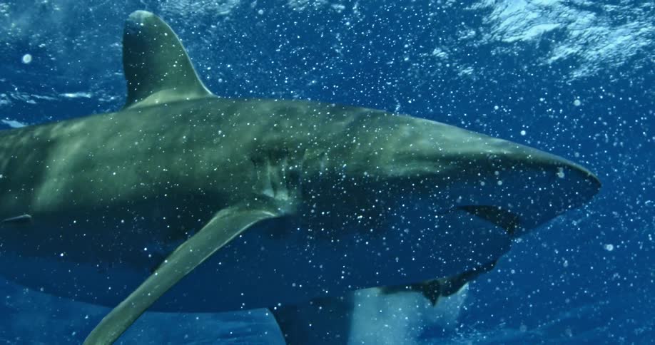 A shark swims over and eats another sea life