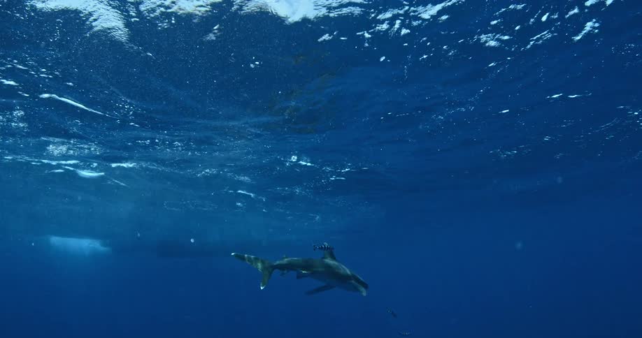 A striped fish swims near a shark