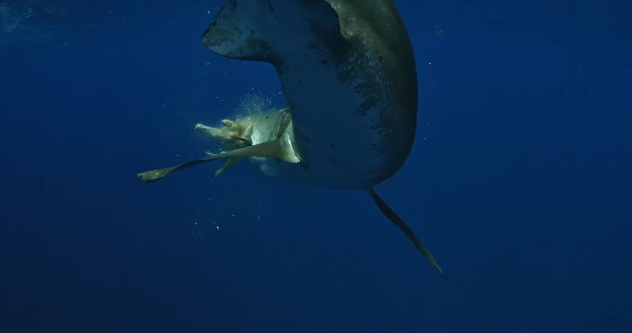 A shark is grabbing a hold of some floating bait and eating it
