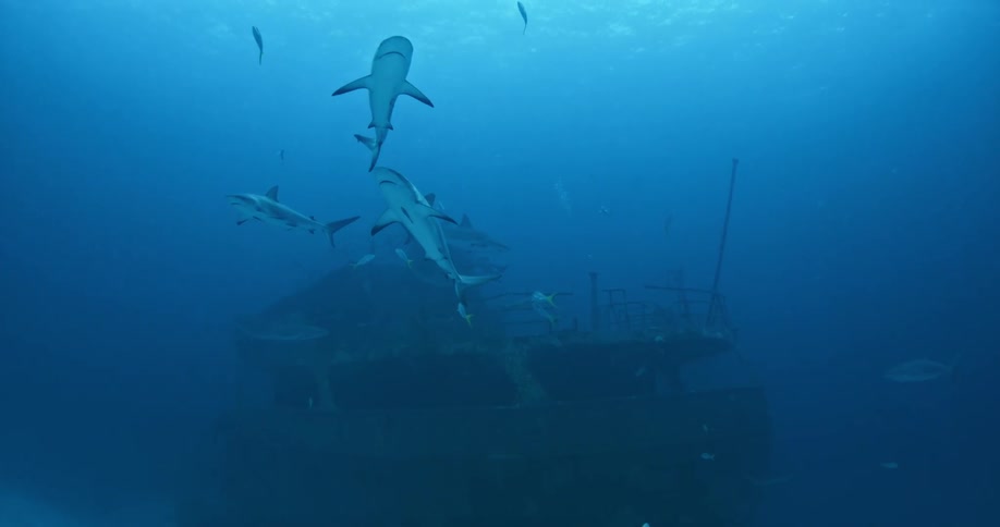 Sharks swim near a sunken ship in the ocean