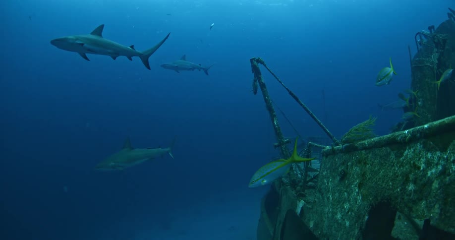 Sharks and fish swim near a sunken ship in the ocean
