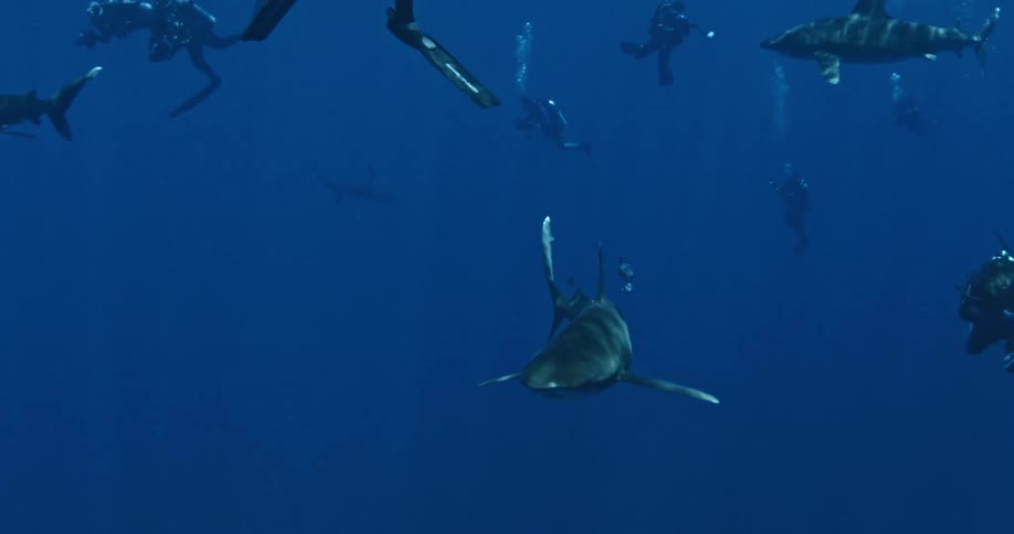 Divers photographing sharks in dark ocean water