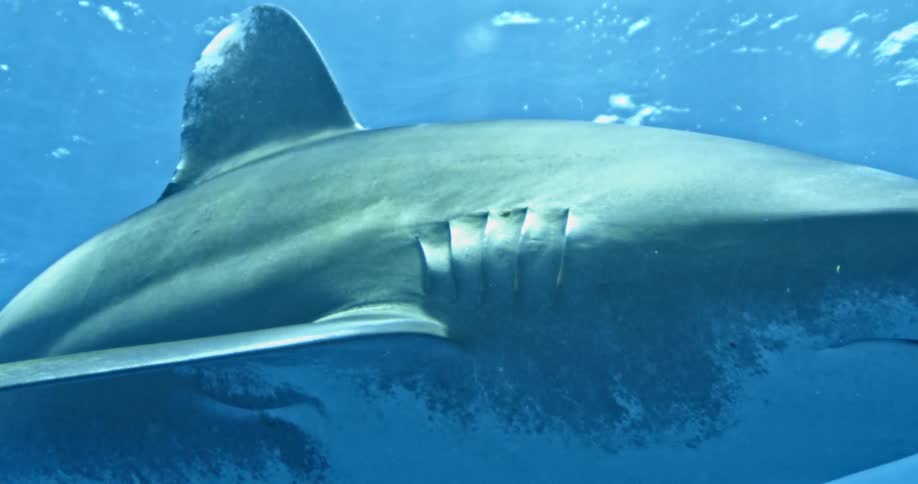A large shark glides in the dark waters