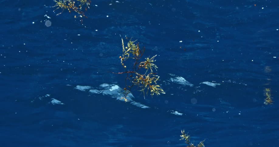 Seaweed drifts on the ocean surface