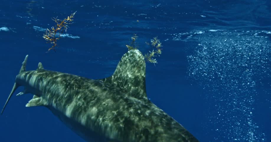 A shark swims just below the ocean surface