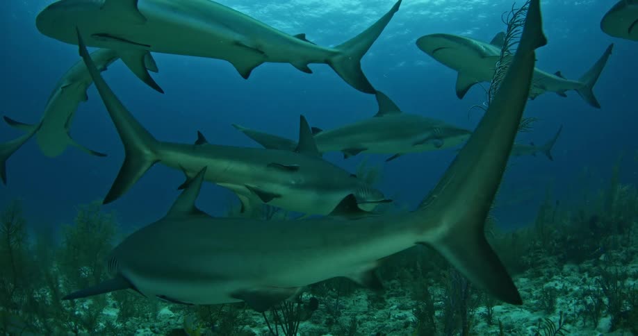 Sharks swimming underwater over the reef