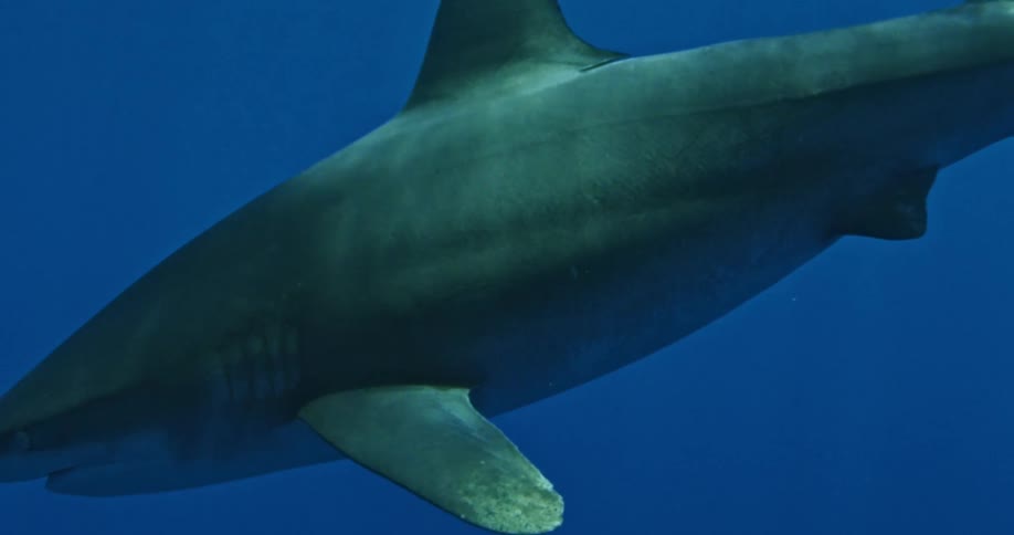 A close up of a shark's face as it swims
