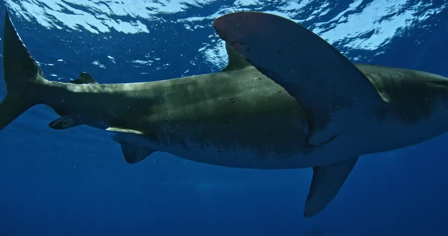 A shark turns in the water