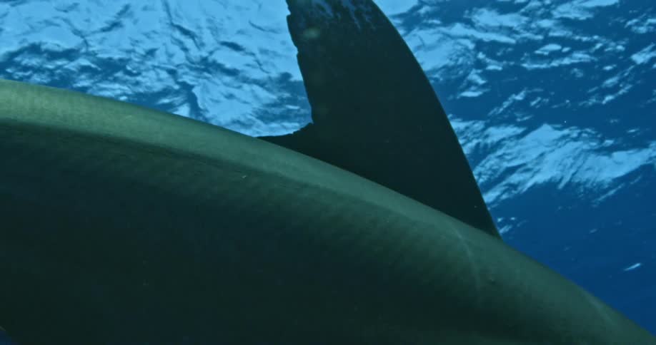 A huge shark swims near the surface of the water