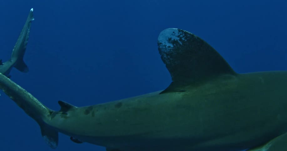 Sharks swimming in dark ocean water