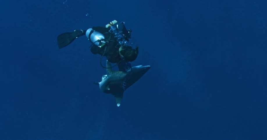 A diver is swimming next to a shark in the ocean