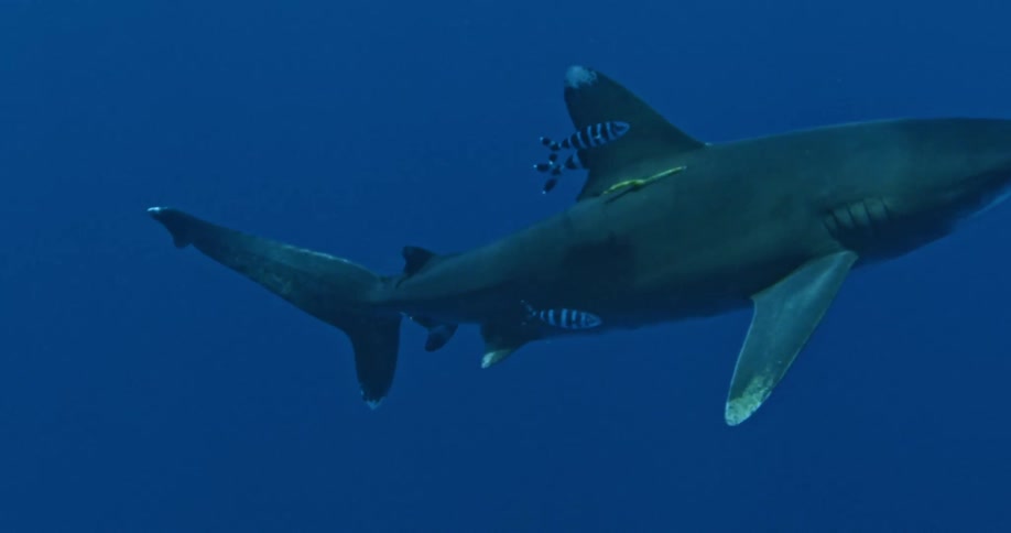Shark swimming calmly through some dark waters