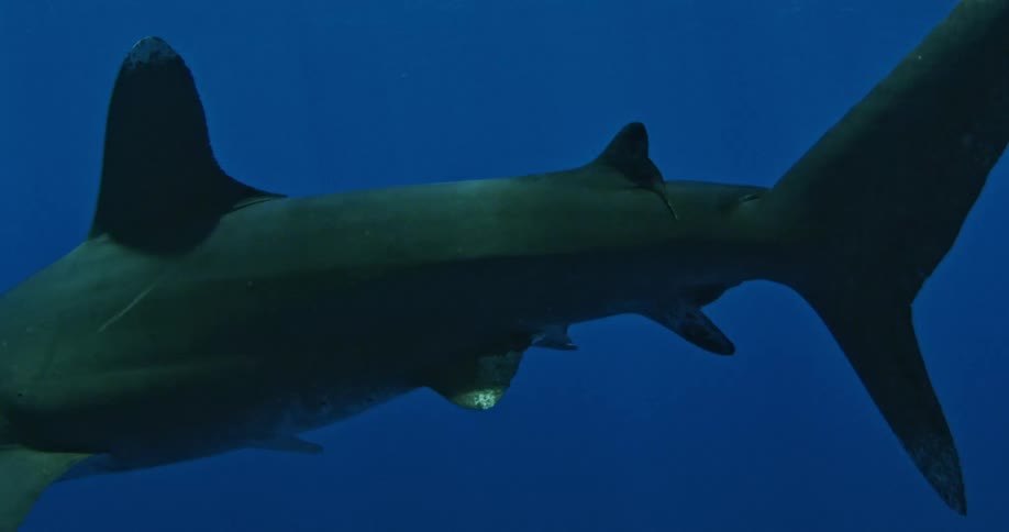 A shark swims in the ocean