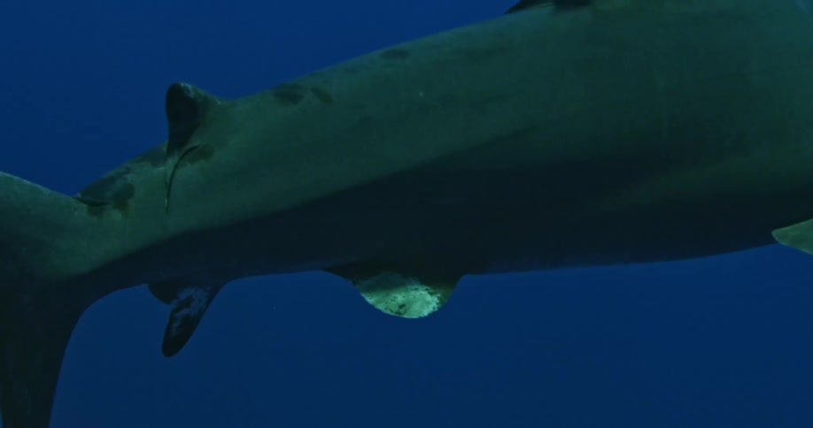Shark swimming in ocean waters
