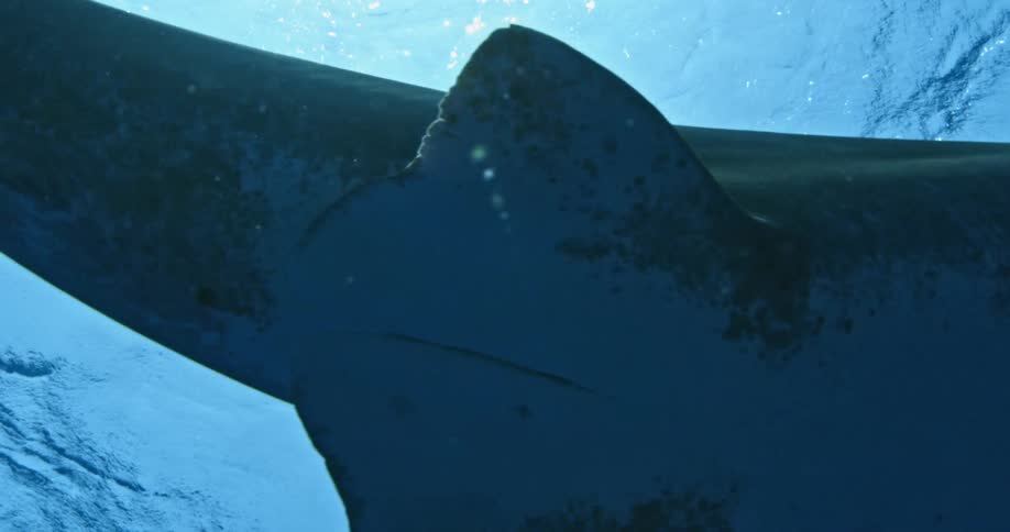Close up view of a shark swimming just above the camera as the light shines from the surface
