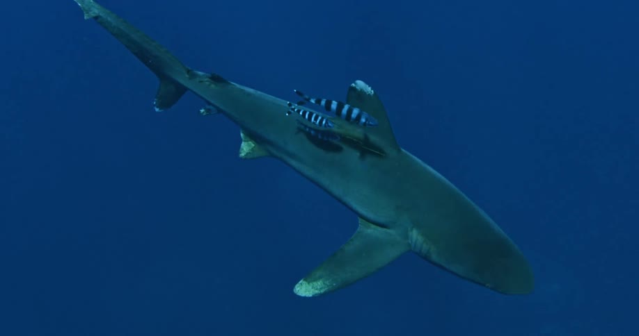 Striped fish follow a swimming shark in the ocean
