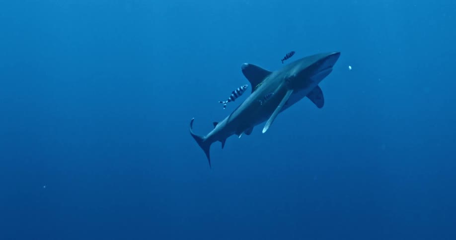 Shark swimming low to the ocean floor with swimmer above it